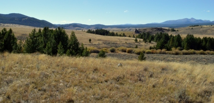 Montana pastures