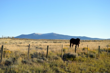 This pretty much sums up Wyoming, cattle/horses and mountains