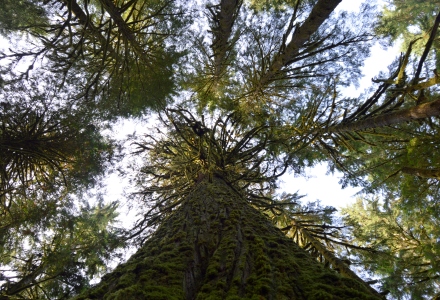 These fir trees were the giants of the forest. They would rise sometimes twice as high as any other tree type around them. Literally the skyscrapers of the woods.