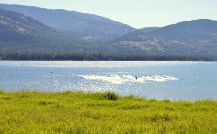Ducks flying across the lake